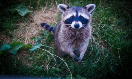 235 Good Names for a Raccoon: A Compelling List