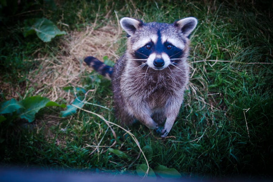 235 Good Names for a Raccoon: A Compelling List