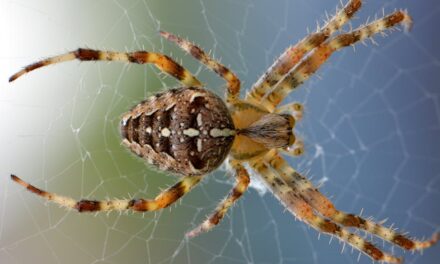 260 Good Names for a Spider: A Curated Collection
