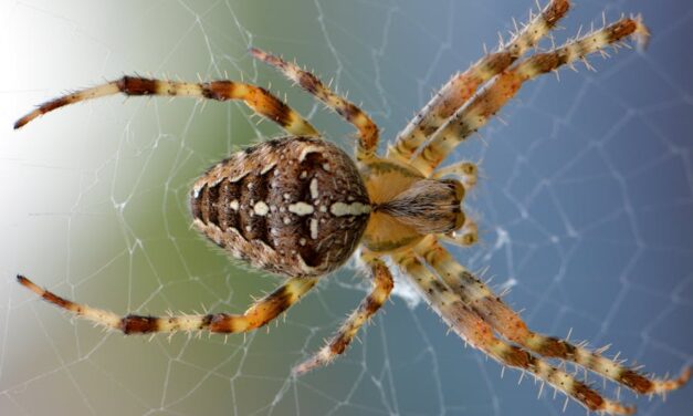 260 Good Names for a Spider: A Curated Collection