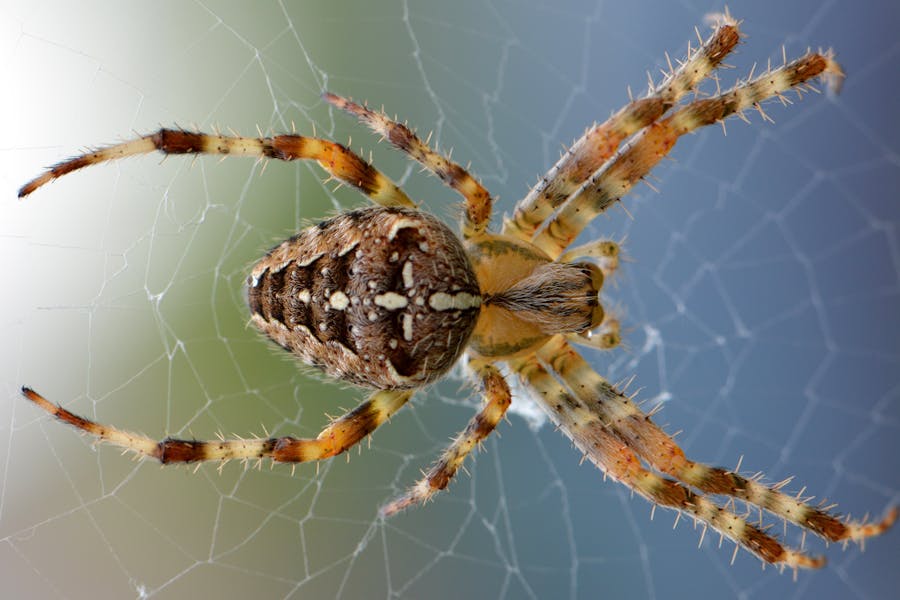 260 Good Names for a Spider: A Curated Collection