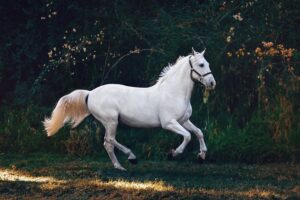 Good Names for a White Horse