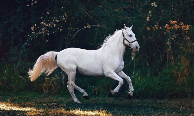 235 Good Names for a White Horse: A Curated Collection of Elegant and Unique Names