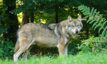 270+ Good Names for a Wolf: Expert List for Your Furry Companion