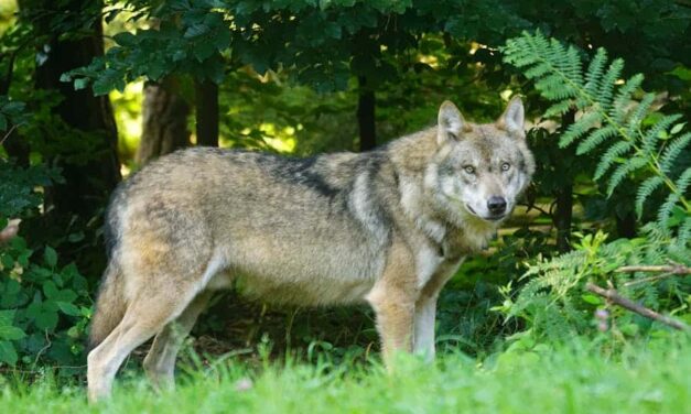 270+ Good Names for a Wolf: Expert List for Your Furry Companion