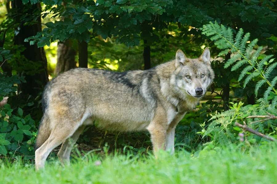 270+ Good Names for a Wolf: Expert List for Your Furry Companion