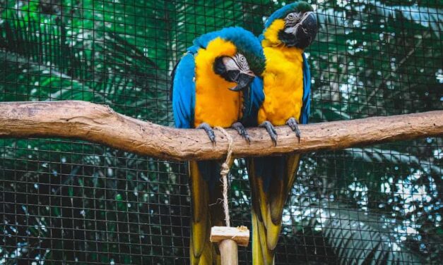 235 Good Names for a Zoo: A Compelling List for Your Wildlife Haven
