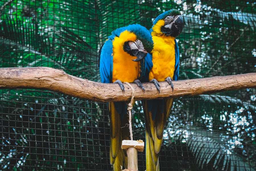 235 Good Names for a Zoo: A Compelling List for Your Wildlife Haven