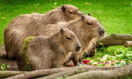 235 good names for a capybara: a compelling guide to pet names