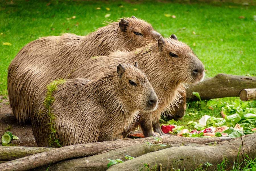 235 good names for a capybara: a compelling guide to pet names