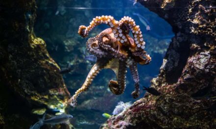 235 good names for an octopus: a compelling list