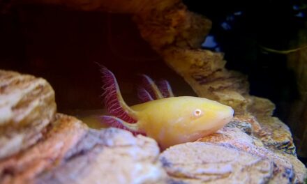 235 good names for axolotls: A Curated List for Your Unique Pet