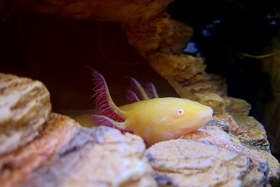 235 good names for axolotls: A Curated List for Your Unique Pet