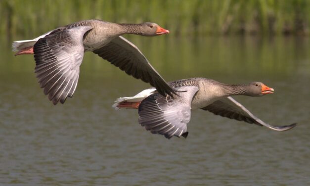 235 good names for geese: A compelling list for your feathered companions