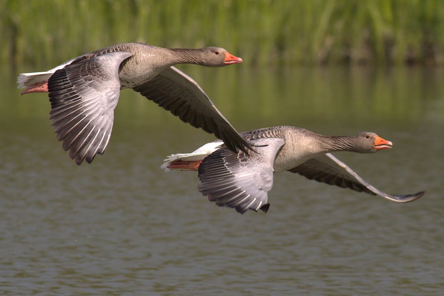 235 good names for geese: A compelling list for your feathered companions