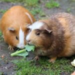 235 good names for guinea pigs: a compelling list