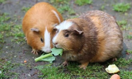 235 good names for guinea pigs: a compelling list