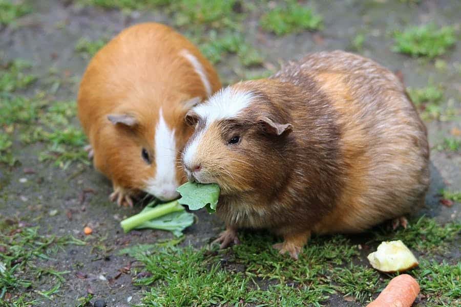 235 good names for guinea pigs: a compelling list
