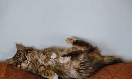 235 good names for maine coon cats: A Comprehensive List for Your Feline Friends