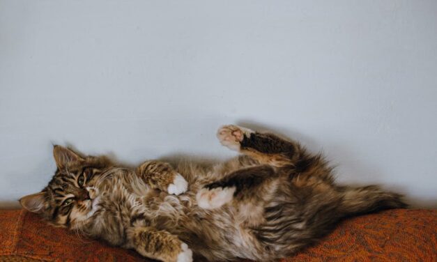 235 good names for maine coon cats: A Comprehensive List for Your Feline Friends