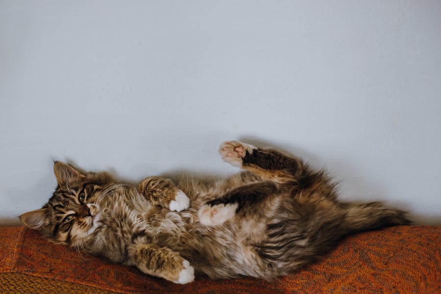 235 good names for maine coon cats: A Comprehensive List for Your Feline Friends