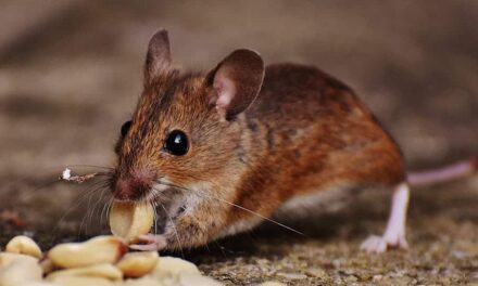 235 good names for girls: a compelling list, 243 good names for boys: your preferred list, and a special section on good names for mice