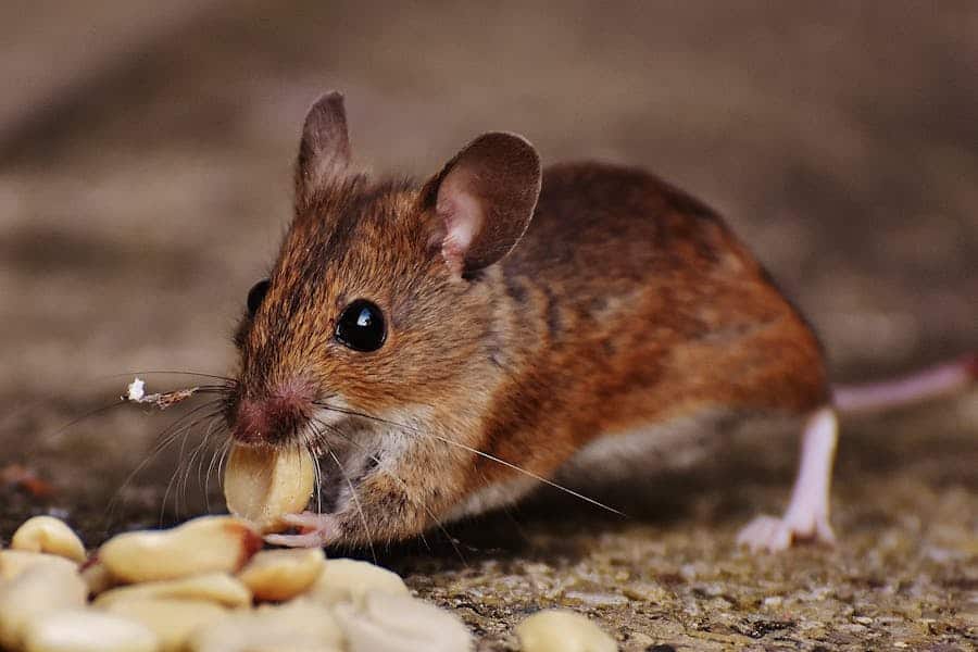 235 good names for girls: a compelling list, 243 good names for boys: your preferred list, and a special section on good names for mice