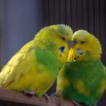 235 good names for girls: a compelling list, 243 good names for boys: your preferred list inspired by good names for parakeets