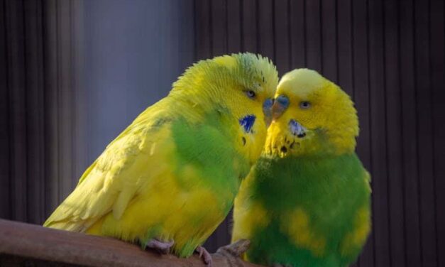 235 good names for girls: a compelling list, 243 good names for boys: your preferred list inspired by good names for parakeets