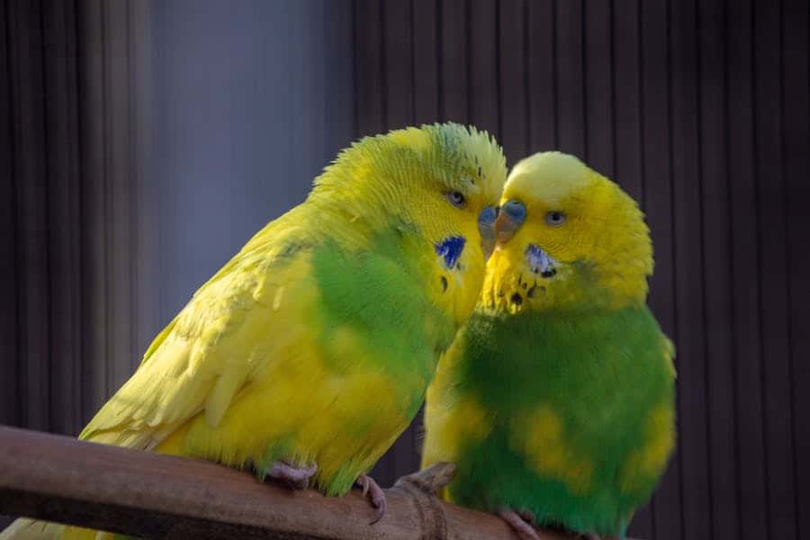 235 good names for girls: a compelling list, 243 good names for boys: your preferred list inspired by good names for parakeets