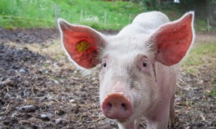 235 good names for pigs: A Compelling List for Your Pig Naming Needs