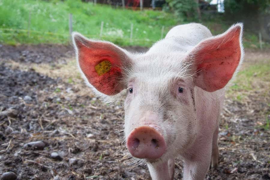 235 good names for pigs: A Compelling List for Your Pig Naming Needs