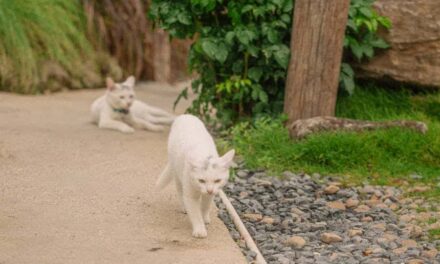 235 good names for white cats: A compelling list for your feline companion
